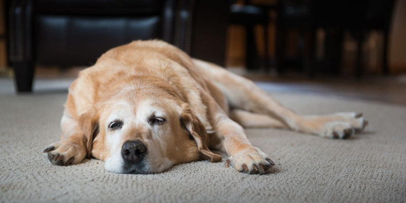 Keeping Your Senior Pet Healthy and Happy