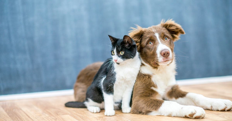 New Entrepreneurs Can Welcome a Pet Without Stress Using This Guide